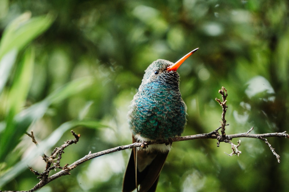 blue and gray bird on tree branch