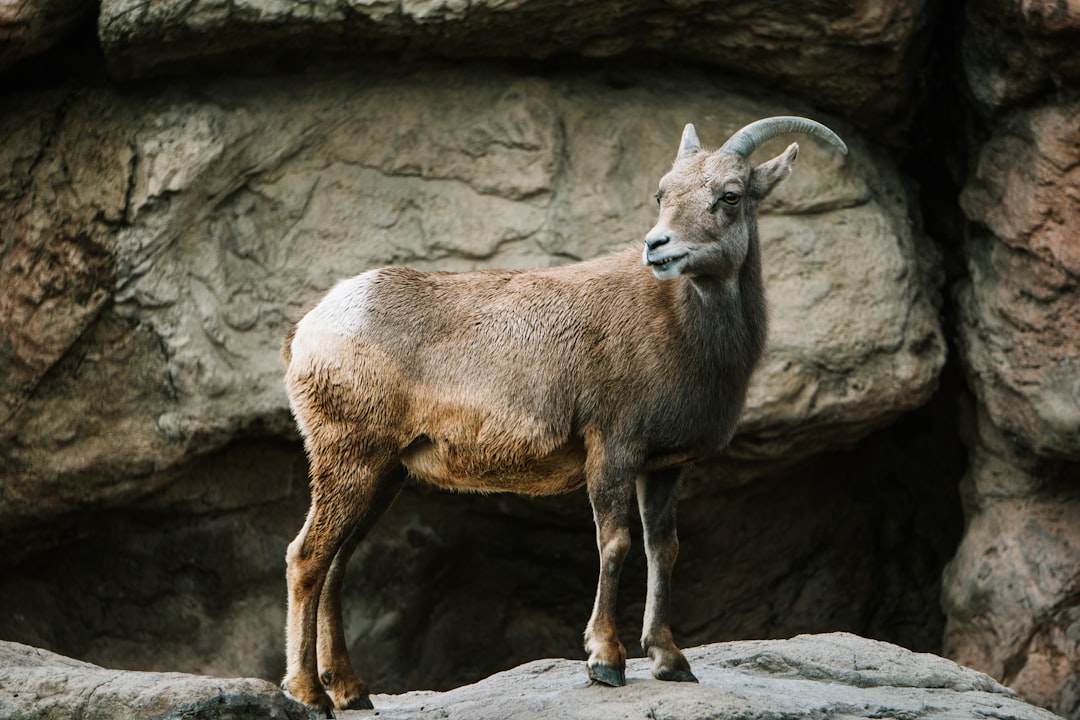 brown goat near rocks