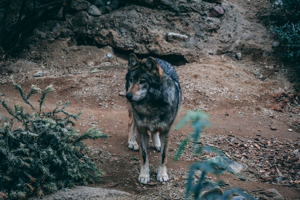 black and brown wolf near rock