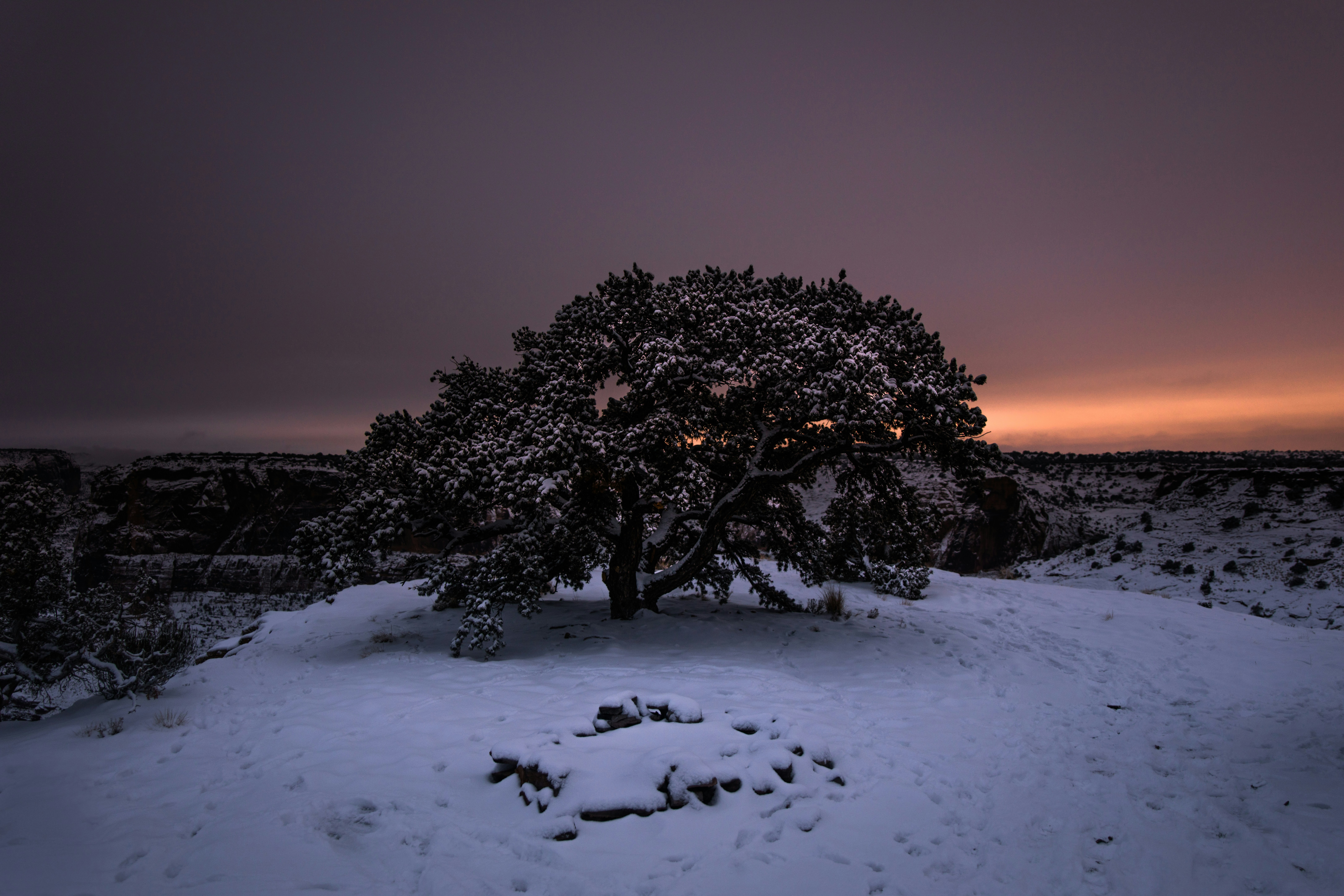 Naturfotografie von schneebedeckten Bäumen während der goldenen Stunde