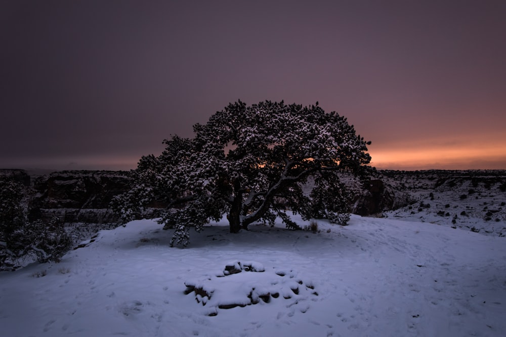 nature photography of tress covered with snow during golden hour