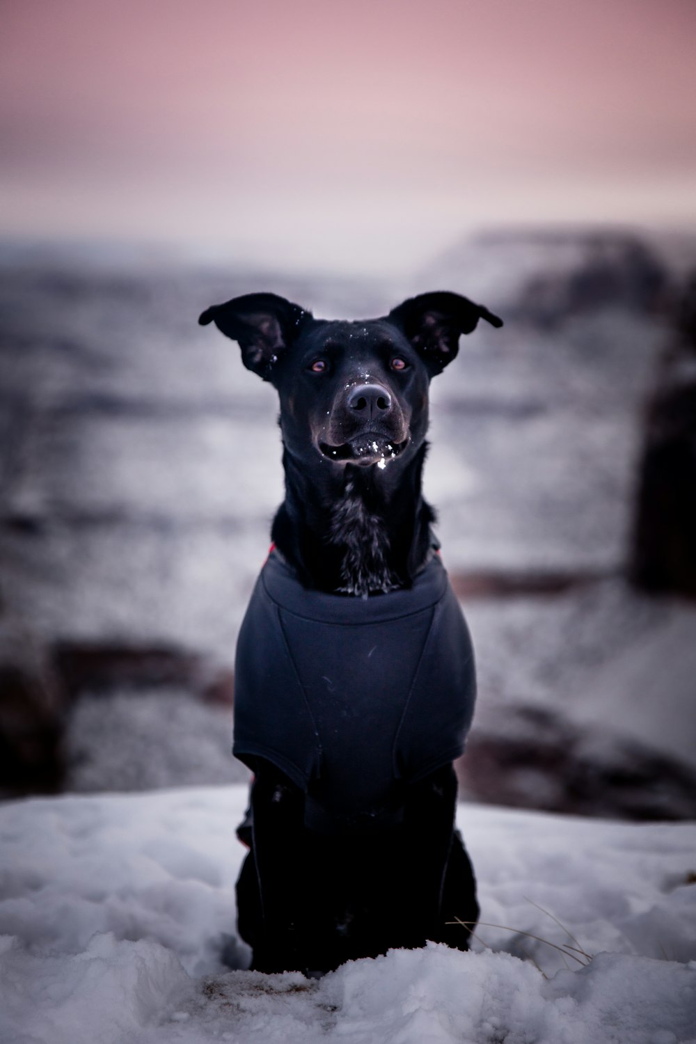 black short coat small dog with black shirt