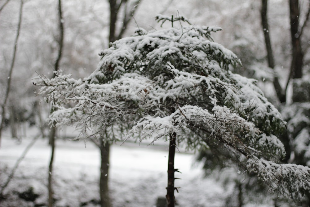 trees and snowfield