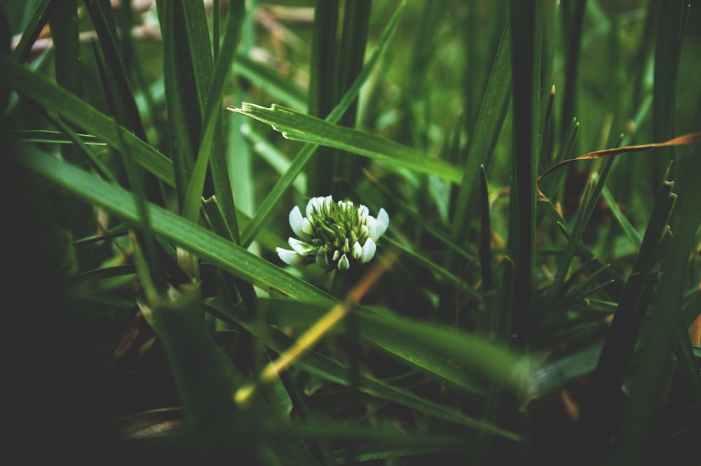 white flower between grasses