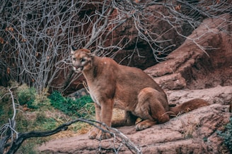 brown cougar sitting on rock ledge