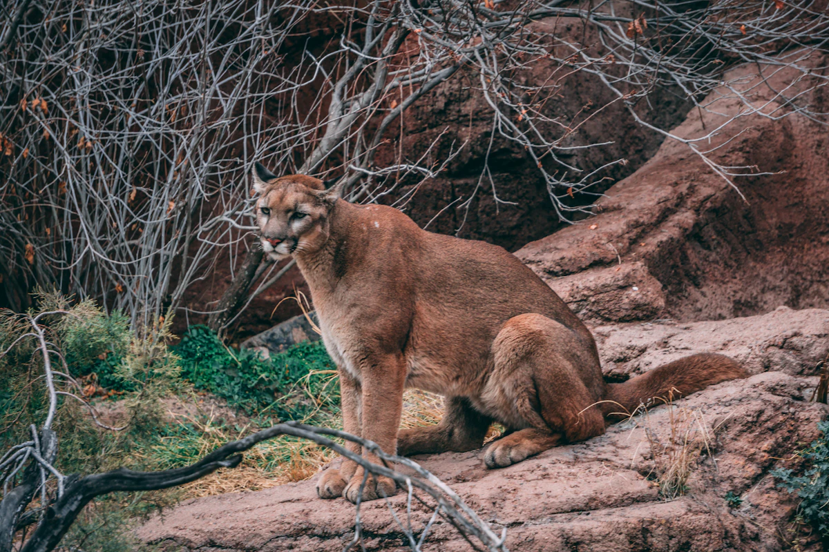 Puma sentado sobre una roca rojiza, con ramas secas detrás