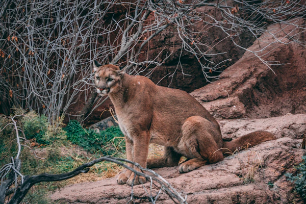 Puma sentado sobre una roca rojiza, con ramas secas detrás