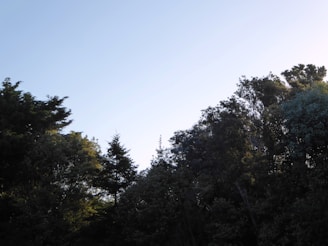 A serene view of Sai Ashram Bhaktaniwas's peaceful garden with soft morning light filtering through the trees.