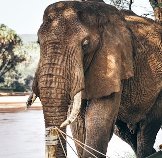 gray elephant standing beside swing pole during daytime