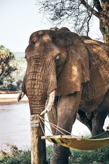 gray elephant standing beside swing pole during daytime