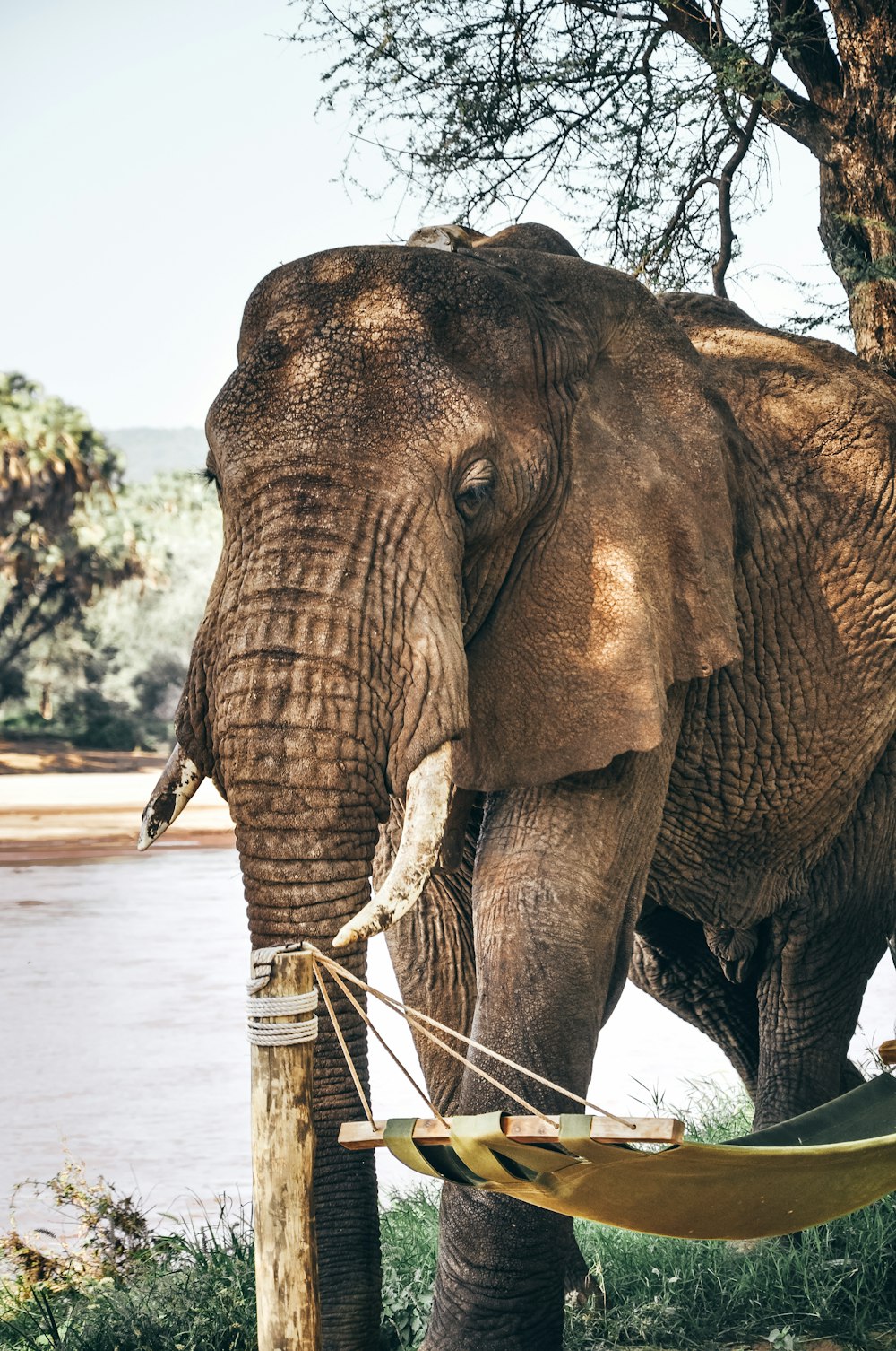 gray elephant standing beside swing pole during daytime