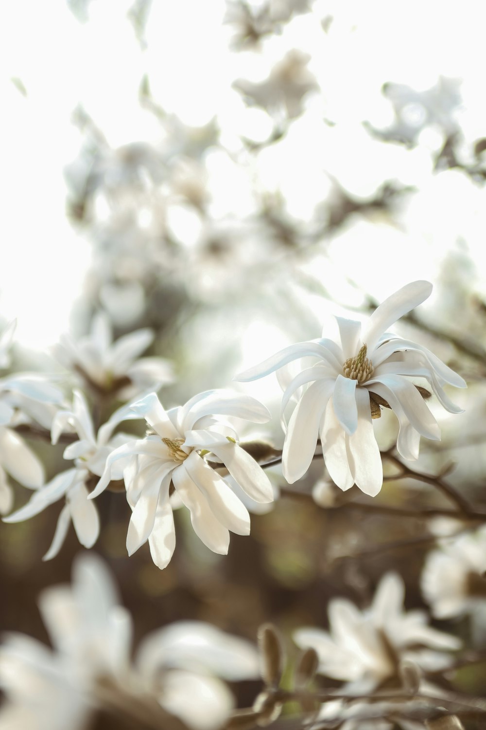 fleurs blanches et yellwo