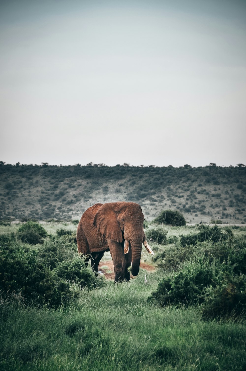 brown elephant grazing in middle of green field