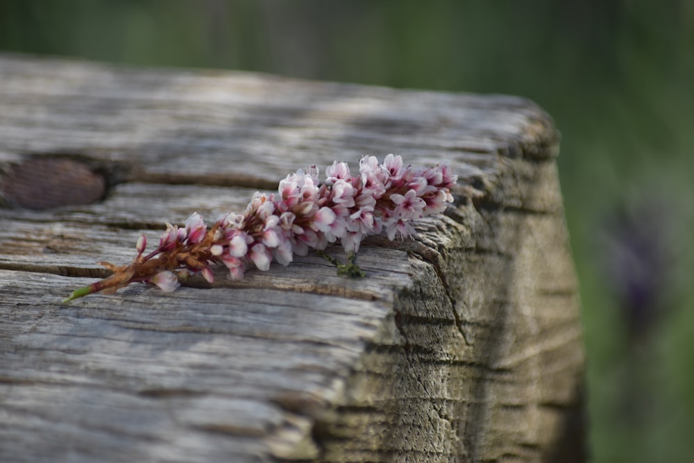 pink petaled flower on brown wooden surface