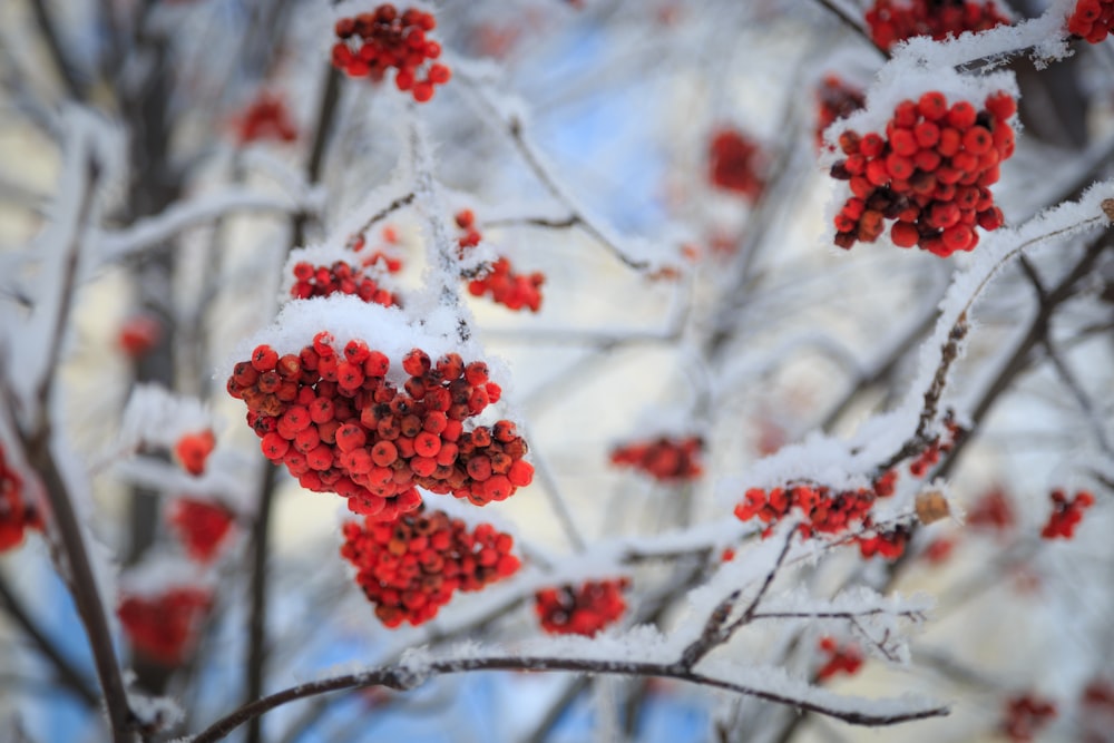 red berry fruits covered with snow