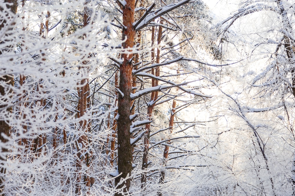 snow covered tree branches