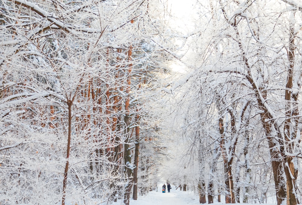 snow covered bare trees during daytime