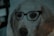 A close-up view of a woven fabric depicting a dog's face wearing glasses. The texture of the fabric is visible, with various shades of beige and brown highlighting the dog's features against a muted background.