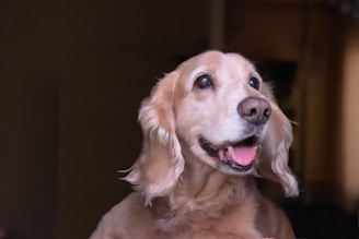 short-coated brown dog