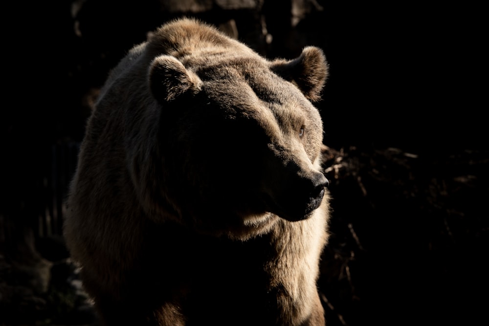 brown grizzly bear crawling in the woods