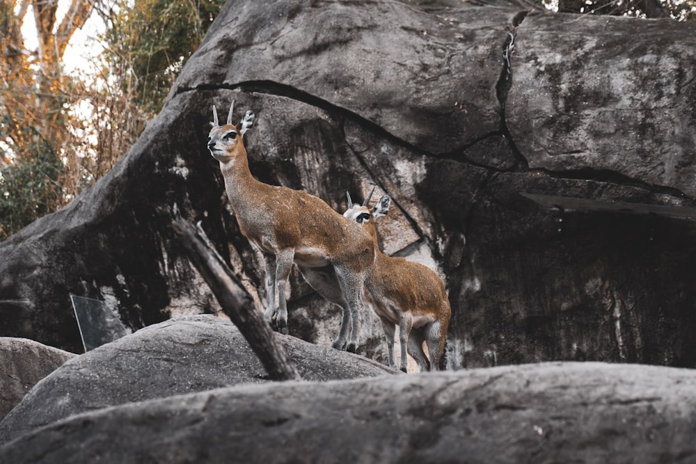 two deer standing on big rock during daytime