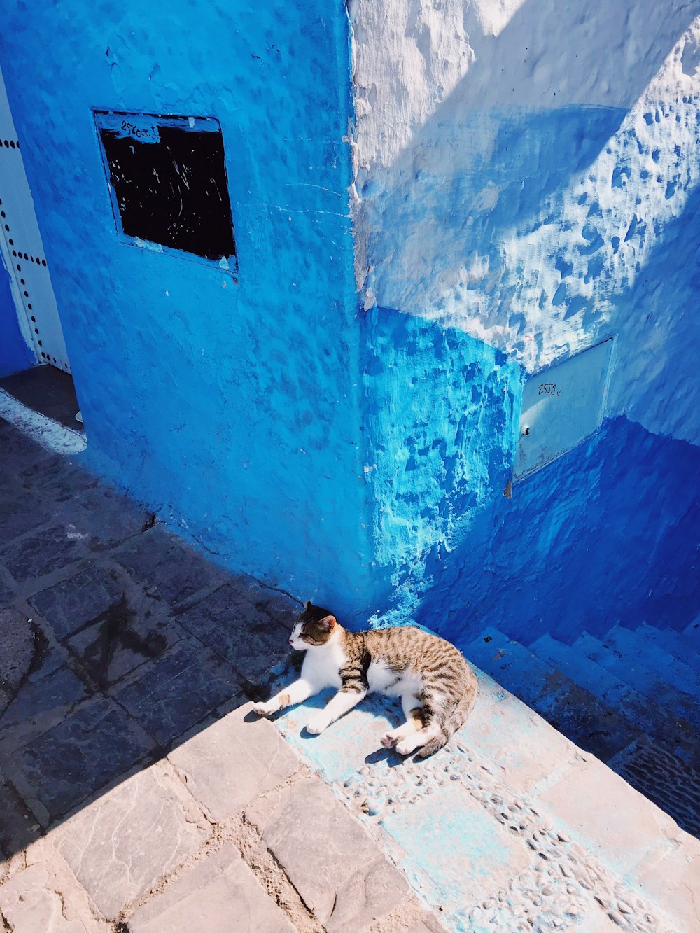 昼間、青く塗られた建物の前に横たわる白と黒の猫