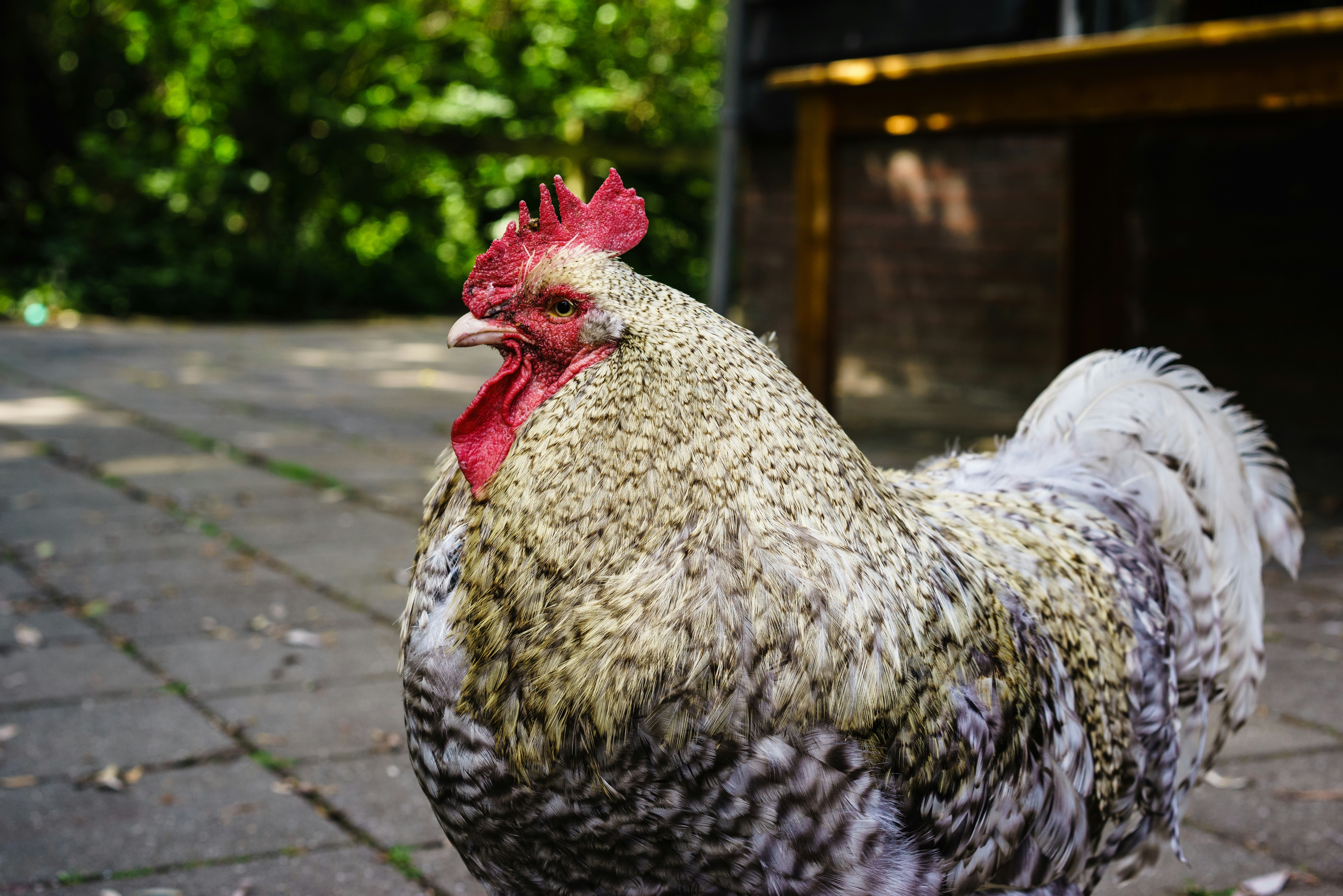 white and yellow rooster