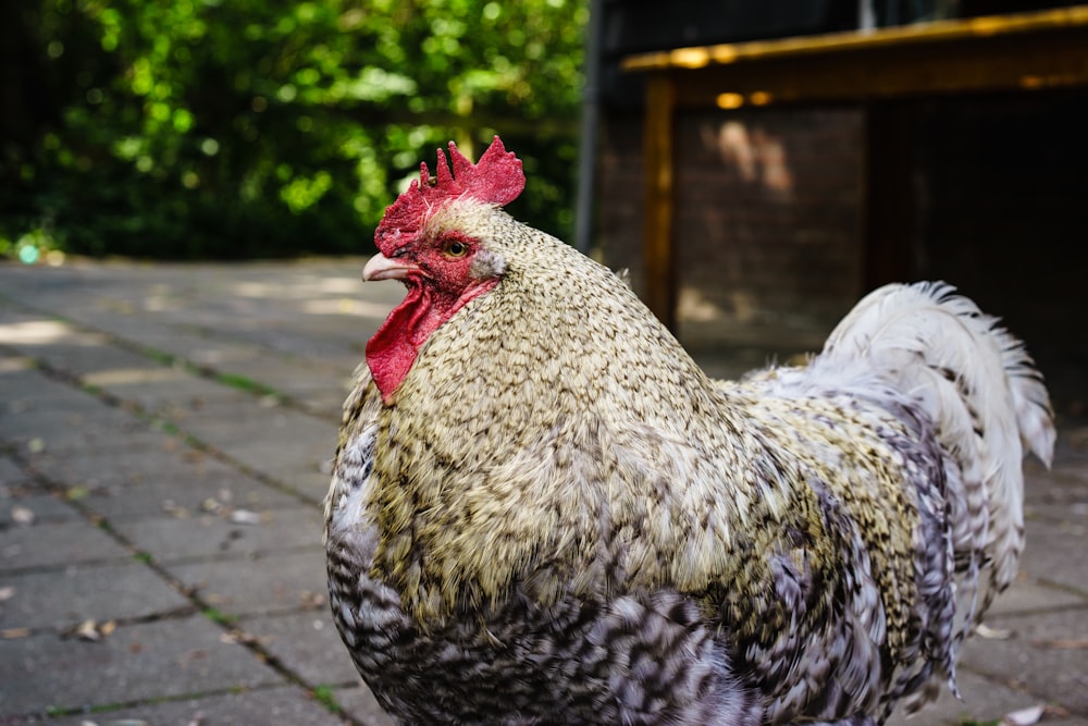 white and yellow rooster