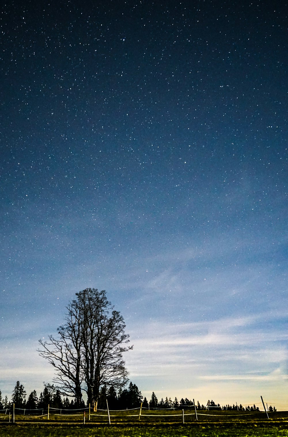 lone tree in middle of field