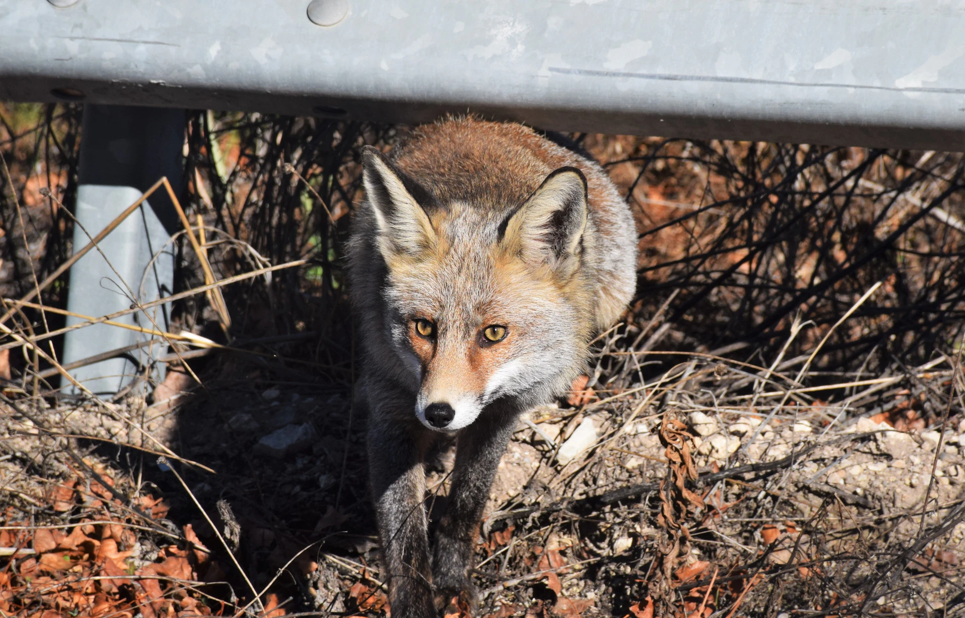 black and brown leather padded tub sofa