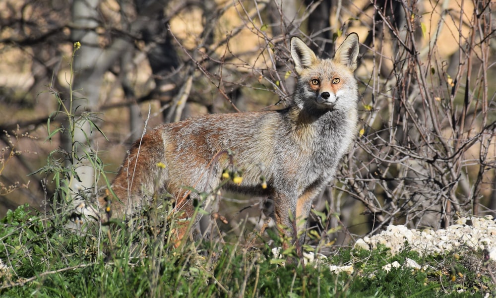 gray fox on grass field