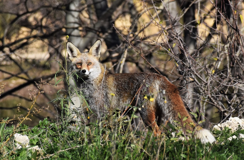 brown and beige fox