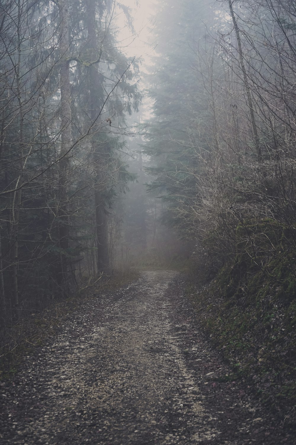 brouillard gris recouvrant un sentier de terre au milieu des bois