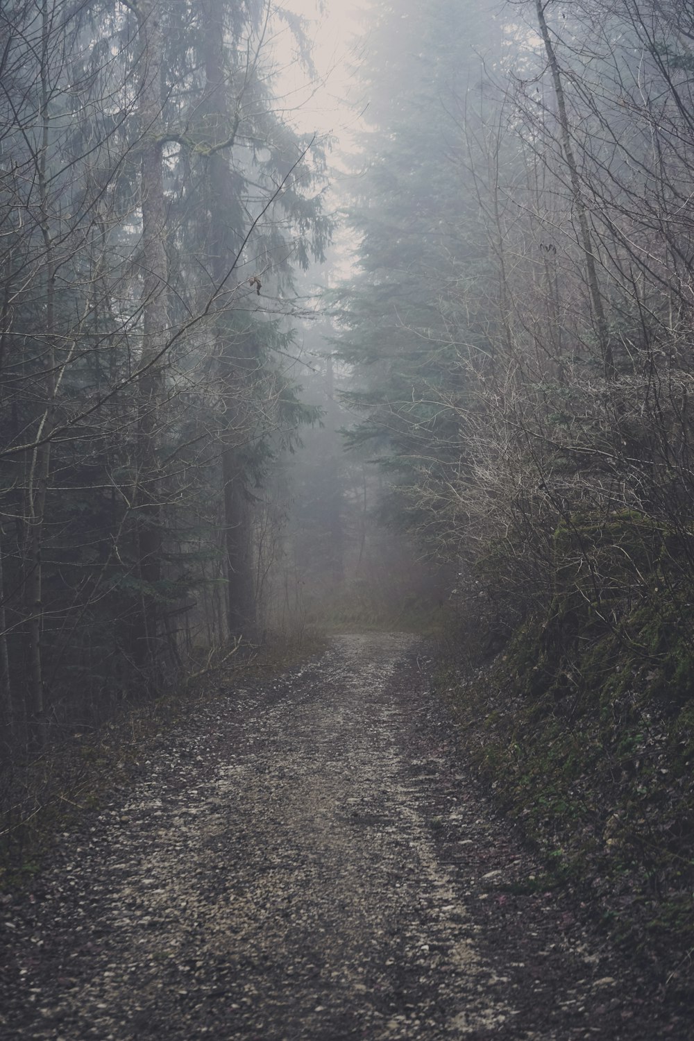 grey fog covering dirt trail in the middle of woods