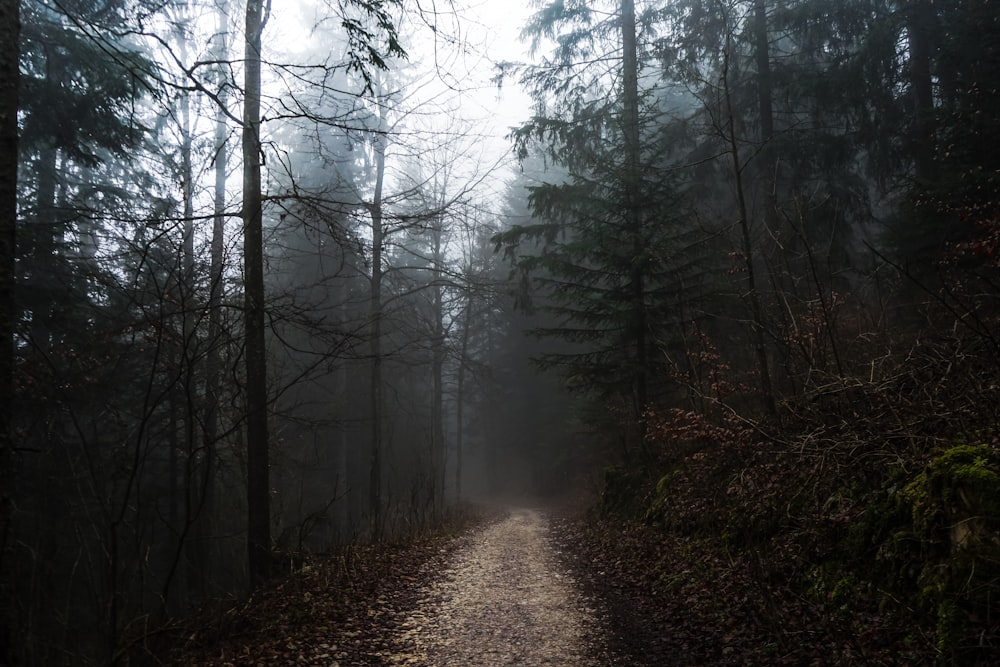 dirty road in middle of forest during daytime