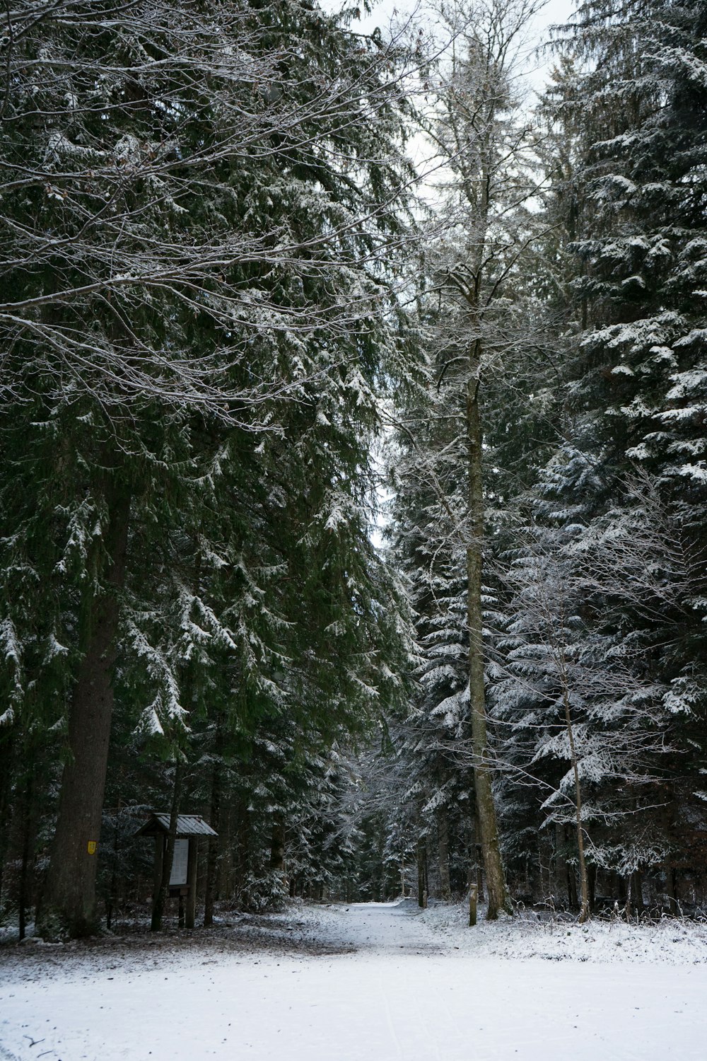 green-leafed trees