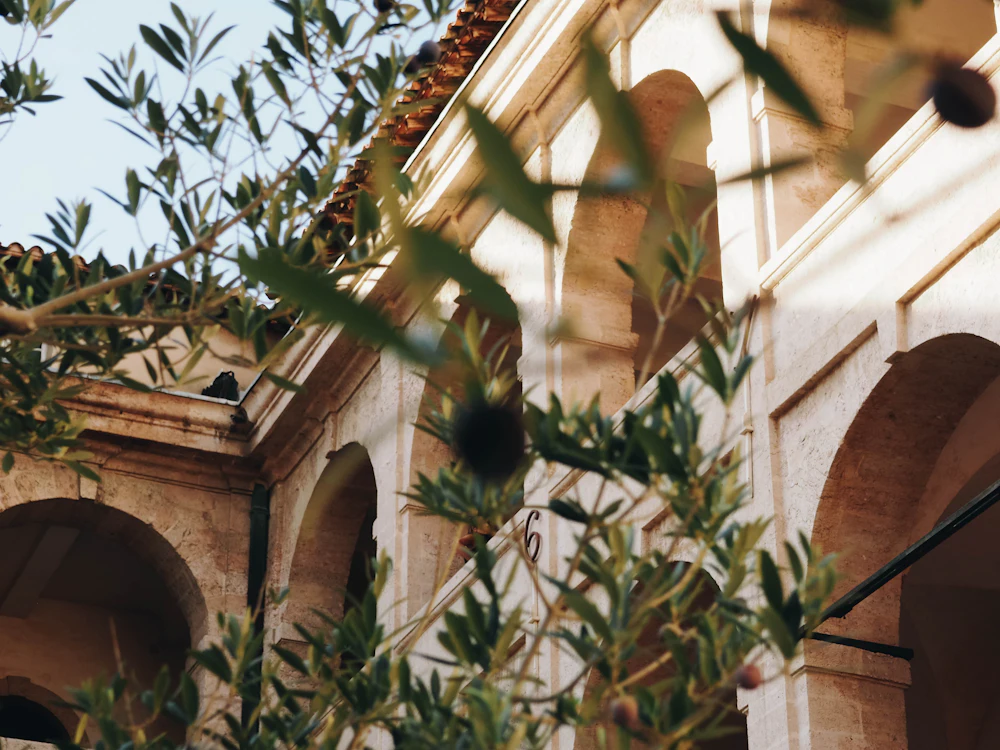Beige limestone farmhouse wall with a plant growing beside it