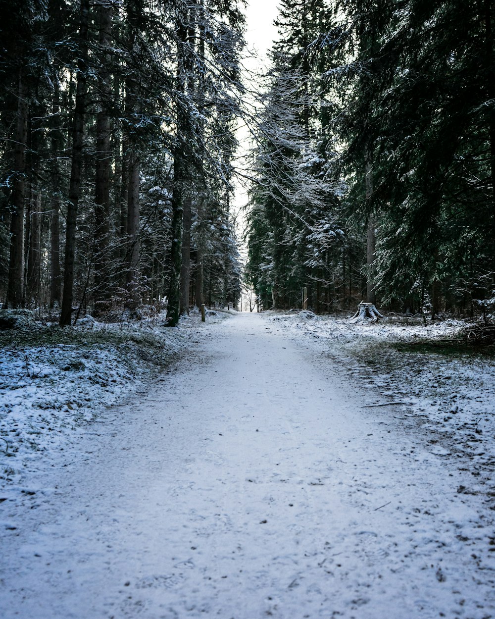 snow covered ground and trees during daytime