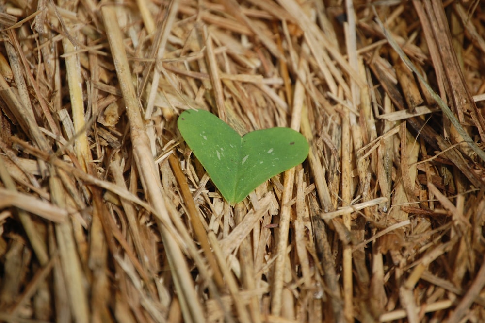 green heart leaf on brown hay