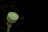 A single lotus seed pod with water droplets clinging to its surface is featured against a dark background. The pod is green and elevated on a thin stem, displaying multiple round seeds that are arranged symmetrically.