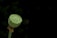 A single lotus seed pod with water droplets clinging to its surface is featured against a dark background. The pod is green and elevated on a thin stem, displaying multiple round seeds that are arranged symmetrically.