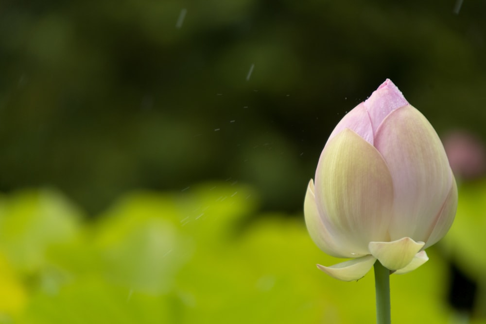 pink lotus