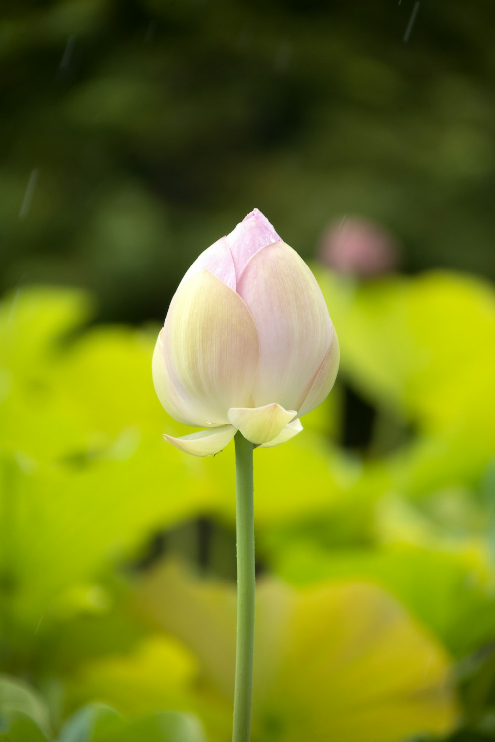 pink lotus flower bud