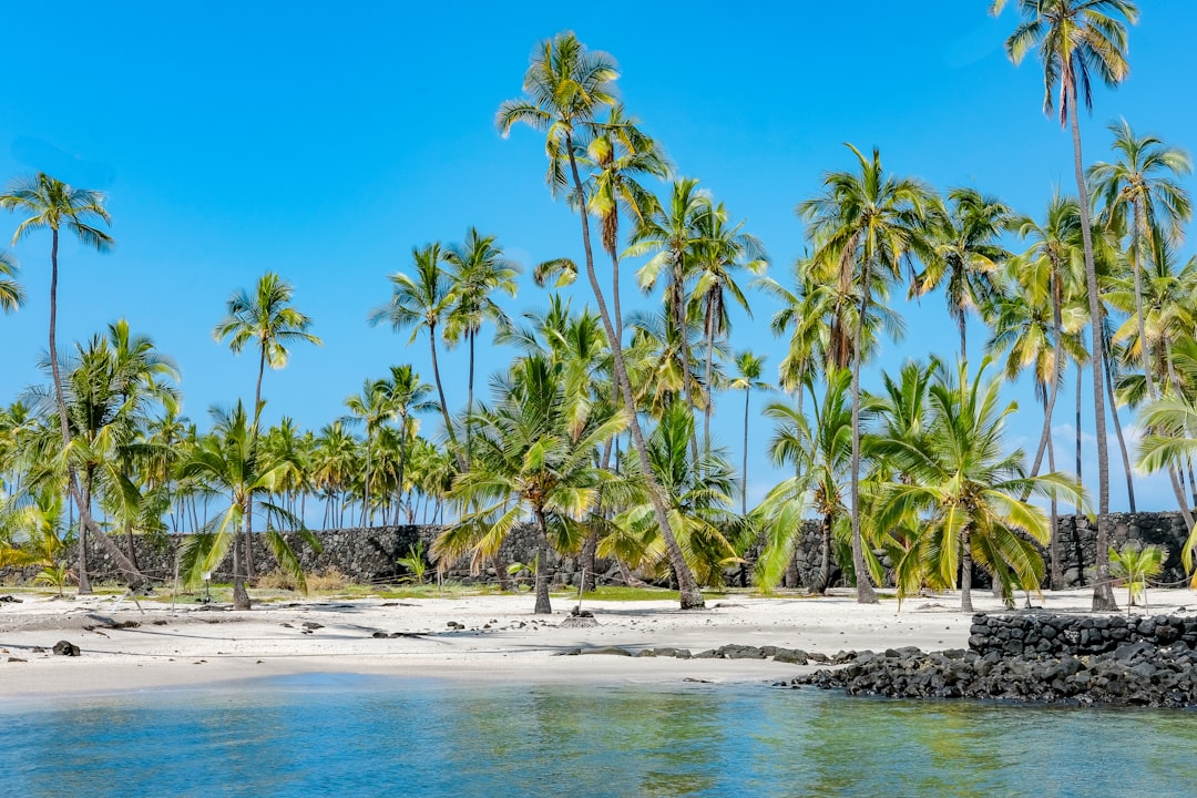 coconut trees and body of water,