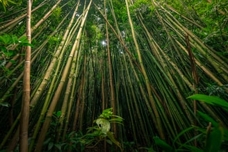 green and brown leaf plant