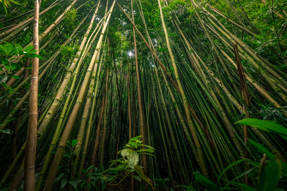 緑と茶色の葉の植物