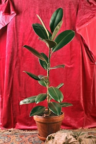 A potted rubber plant with large green leaves is placed against a rich red fabric backdrop. The plant is set on a patterned rug, and there's a draped cloth nearby.