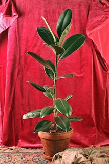 A potted rubber plant with large green leaves is placed against a rich red fabric backdrop. The plant is set on a patterned rug, and there's a draped cloth nearby.