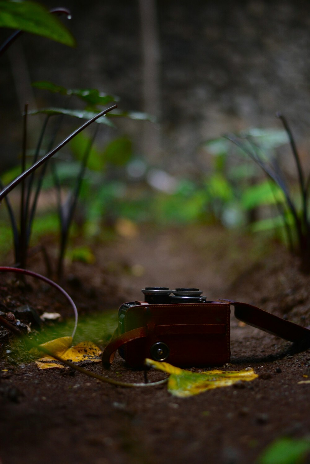 緑の植物の近くの地面にある赤いカメラ