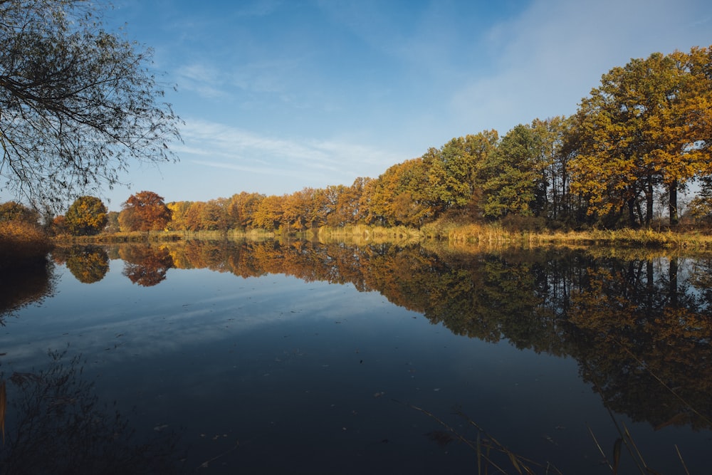 trees near river